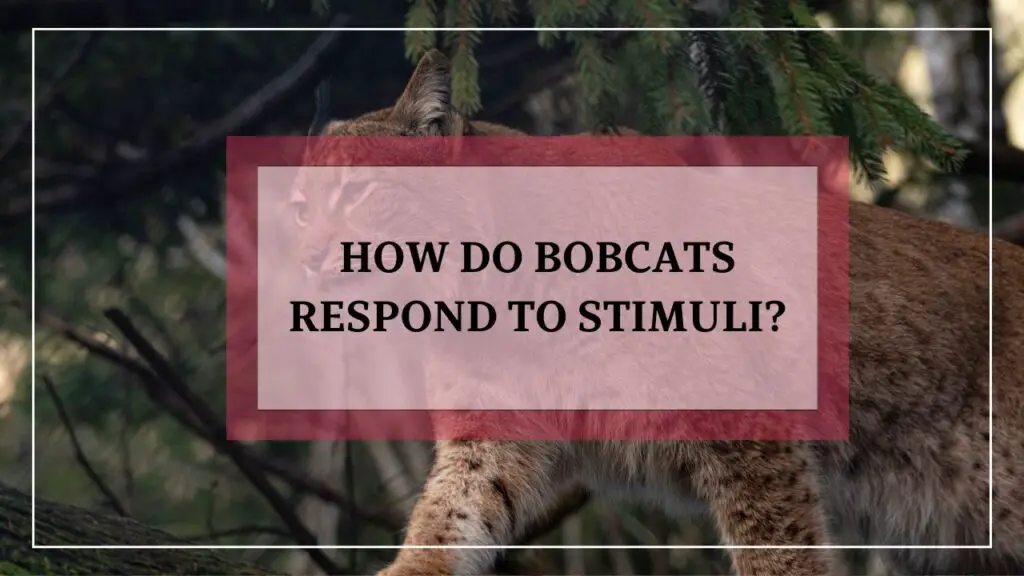 How Do Bobcats Respond To Stimuli? featured image