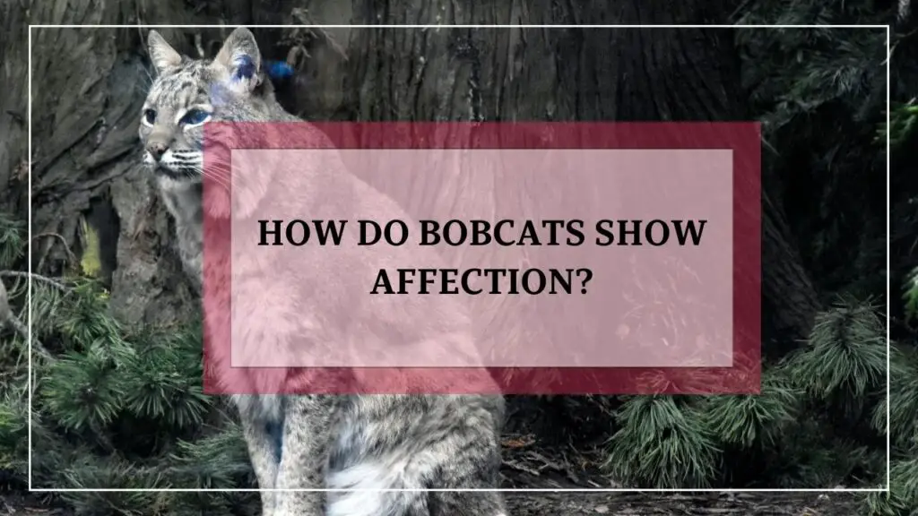 How Do Bobcats Show Affection featured image