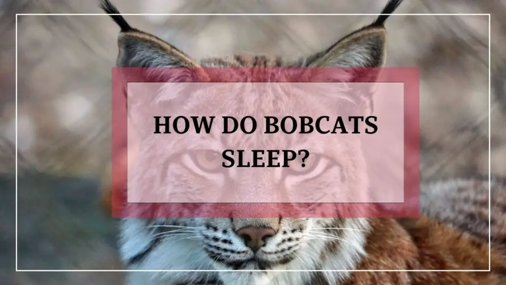 How Do Bobcats Sleep featured image