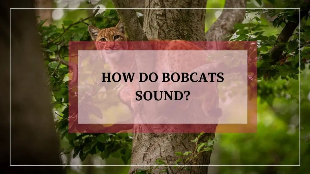 How Do Bobcats Sound? featured image