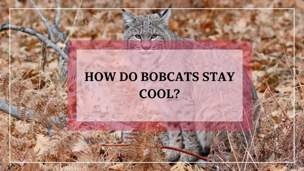 How Do Bobcats Stay Cool featured image