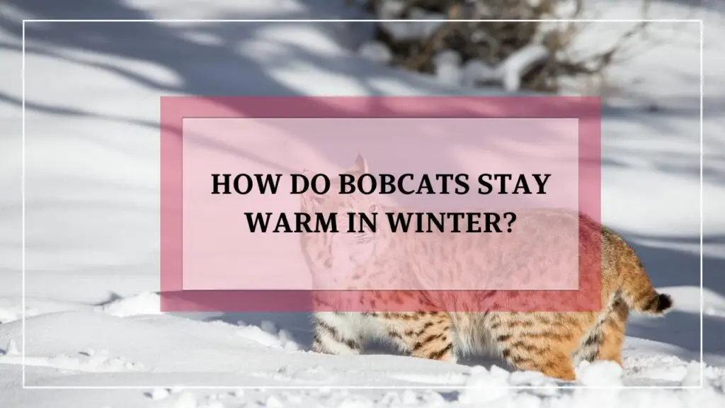 How Do Bobcats Stay Warm In Winter featured image