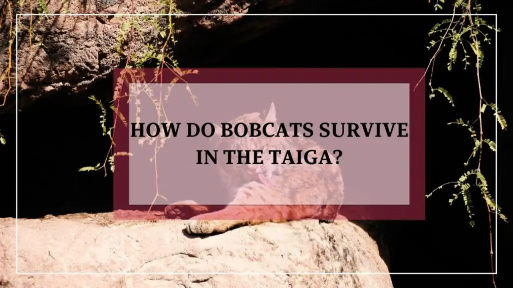 How Do Bobcats Survive In The Taiga featured image