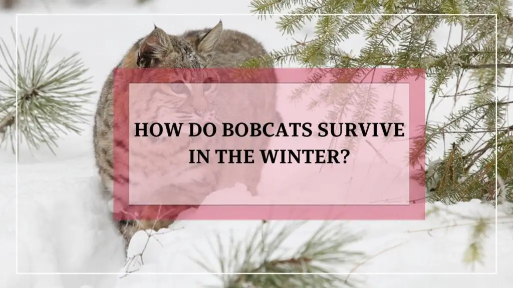 How Do Bobcats Survive In The Winter? featured image