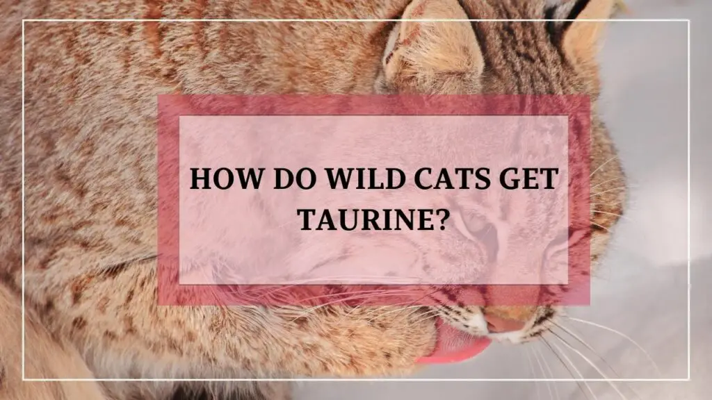 How Do Wild Cats Get Taurine? featured image