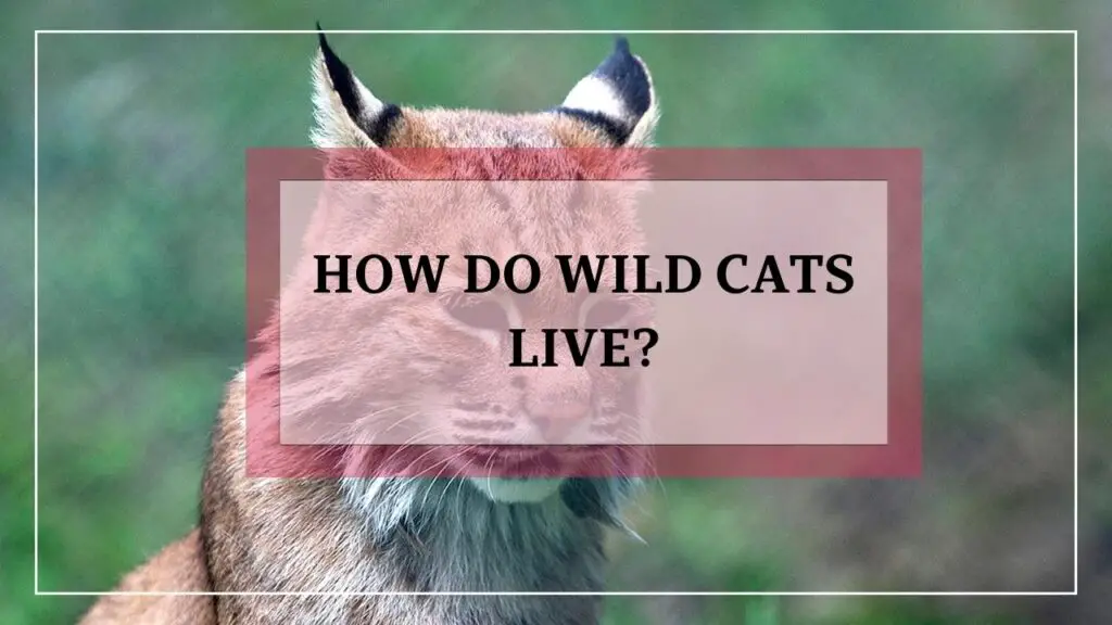 How Do Wild Cats Live? featured image