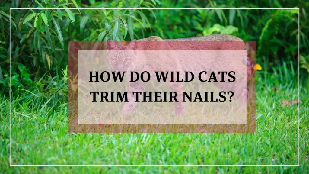 How Do Wild Cats Trim Their Nails featured image