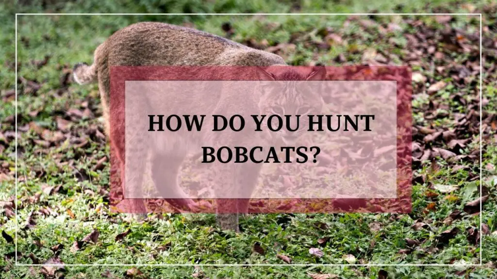 How Do You Hunt Bobcats featured image