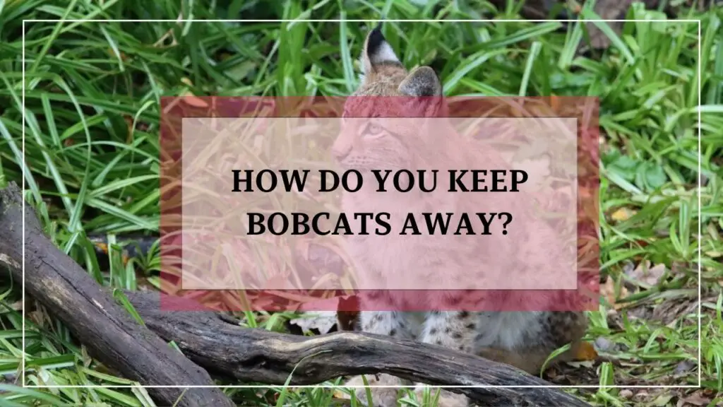 How Do You Keep Bobcats Away? featured image