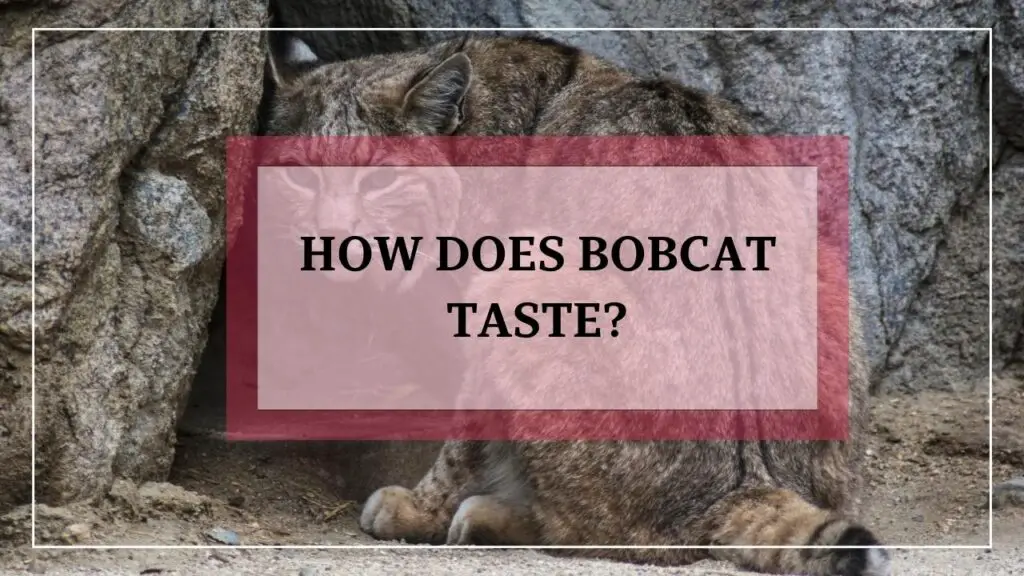 How Does Bobcat Taste featured image