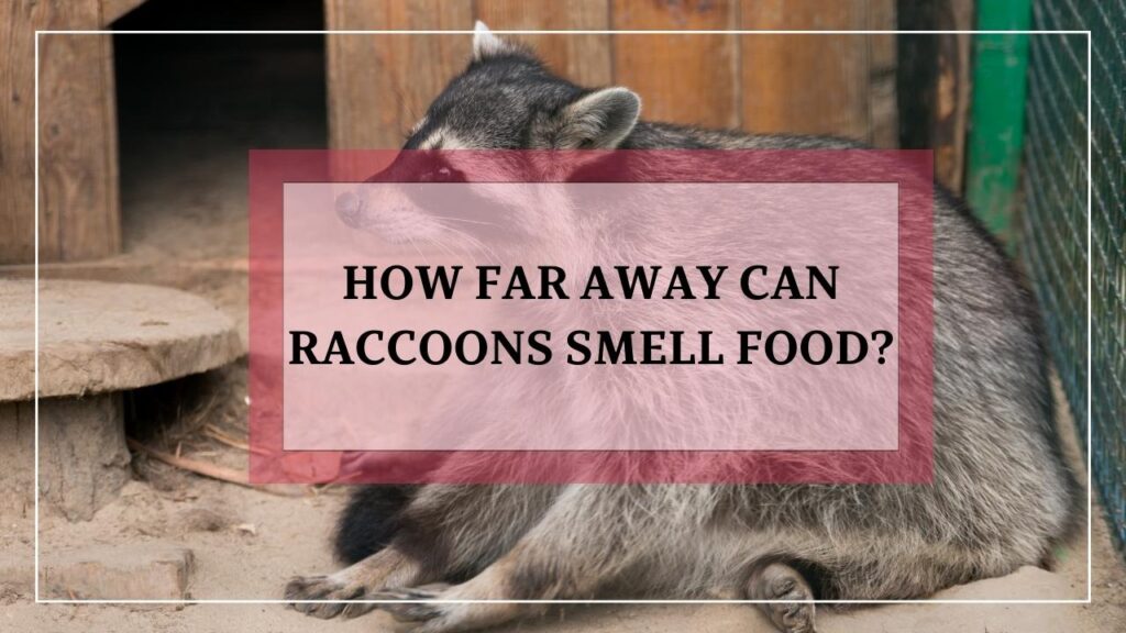 How Far Away Can Raccoons Smell Food? featured image