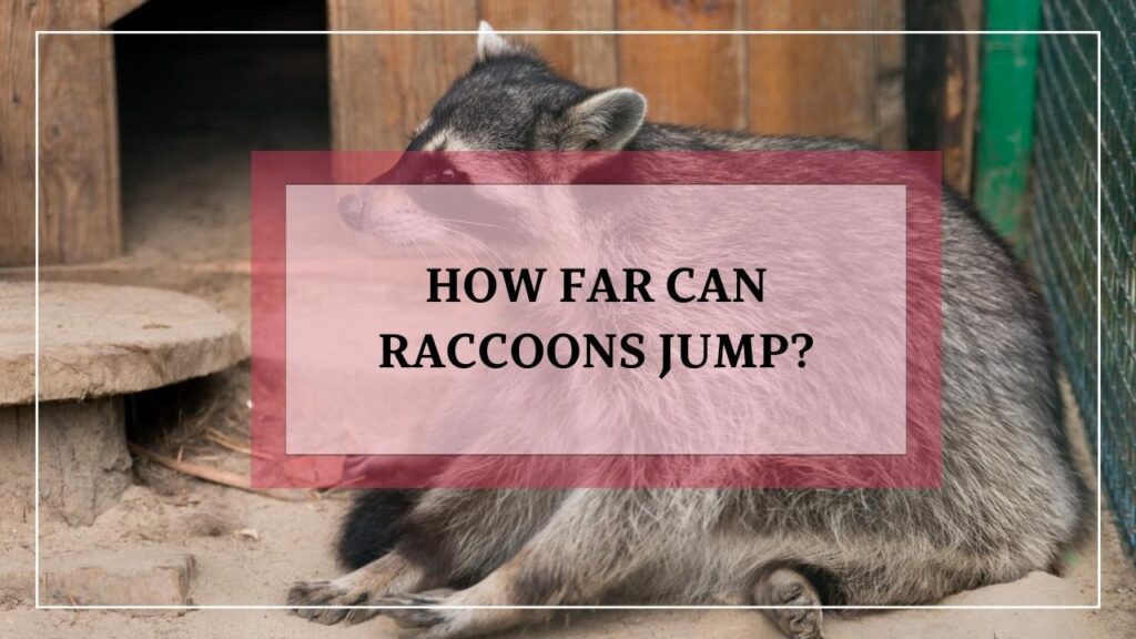 How Far Can Raccoons Jump? featured image