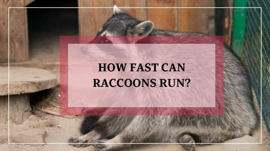 How Fast Can Raccoons Run? featured image