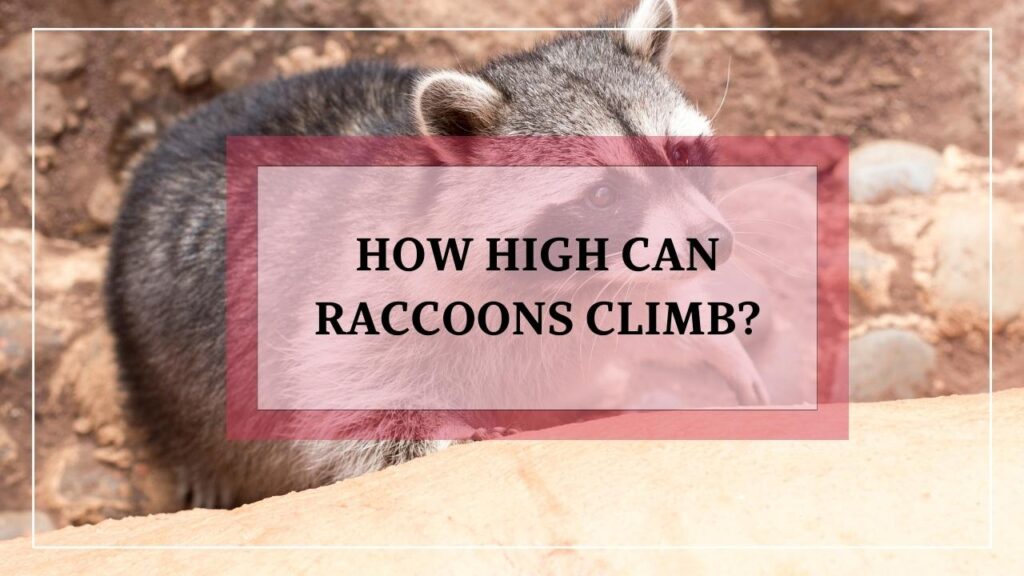 How High Can Raccoons Climb? featured image