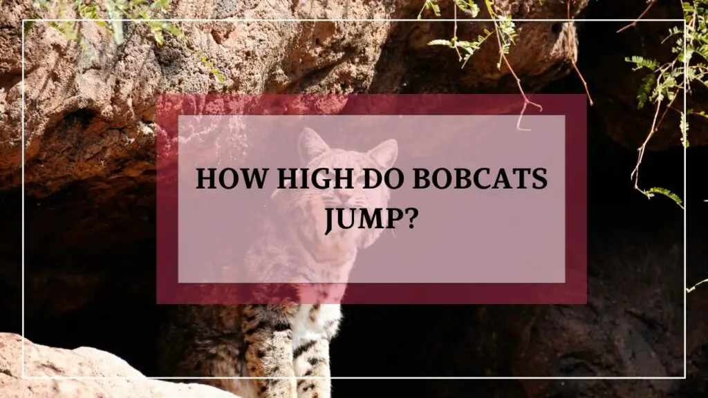 How High Do Bobcats Jump? featured image