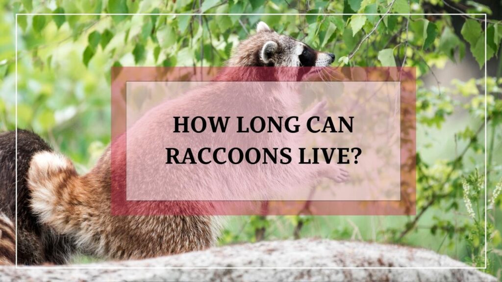 How Long Can Raccoons Live? featured image