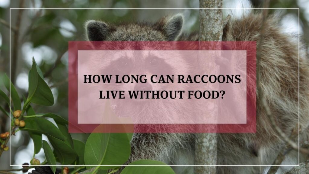 How Long Can Raccoons Live Without Food? featured image