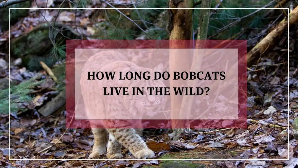 How Long Do Bobcats Live In The Wild? featured image