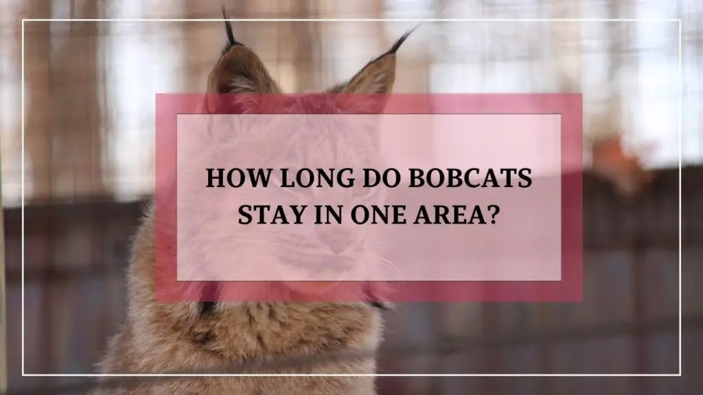 How Long Do Bobcats Stay In One Area? featured image