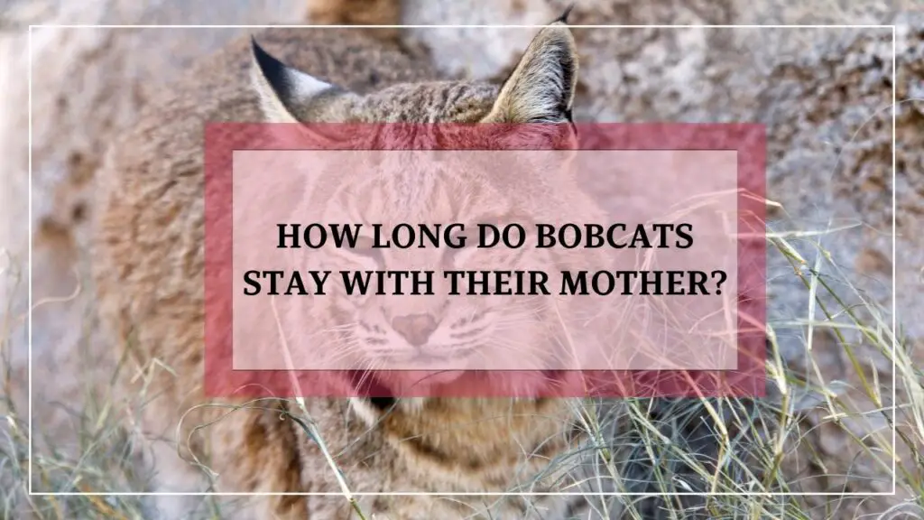 How Long Do Bobcats Stay With Their Mother featured image