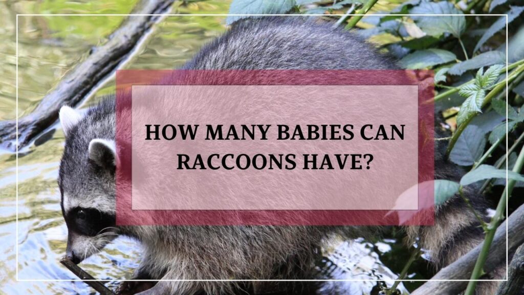 How Many Babies Can Raccoons Have? featured image