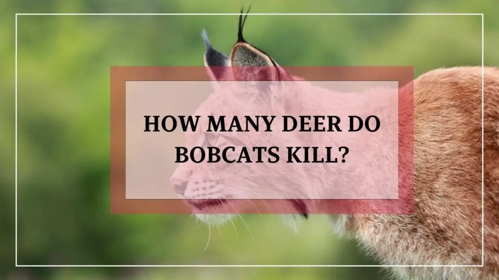 How Many Deer Do Bobcats Kill featured image