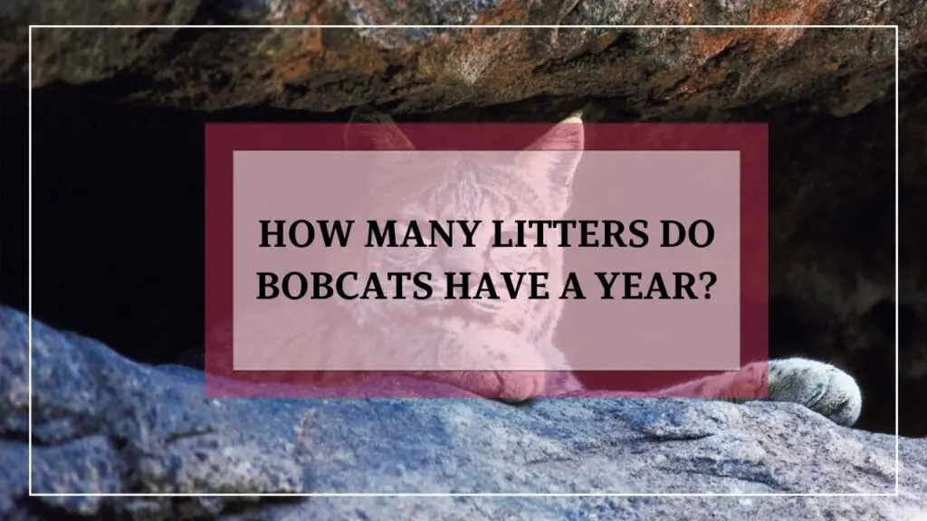 How Many Litters Do Bobcats Have A Year featured image