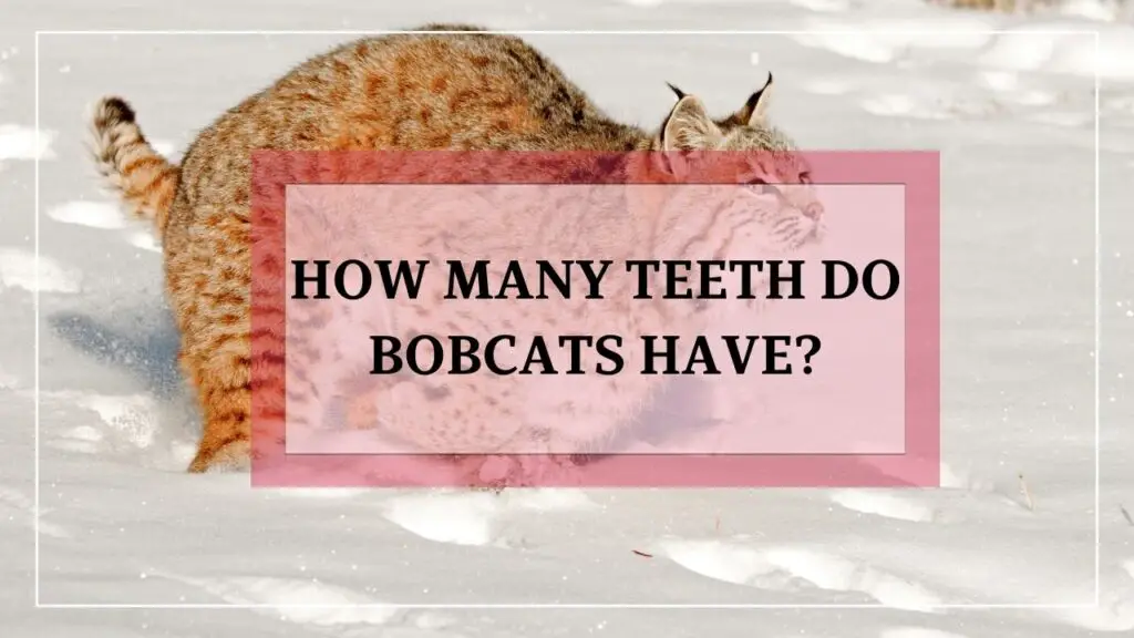 How Many Teeth Do Bobcats Have featured image