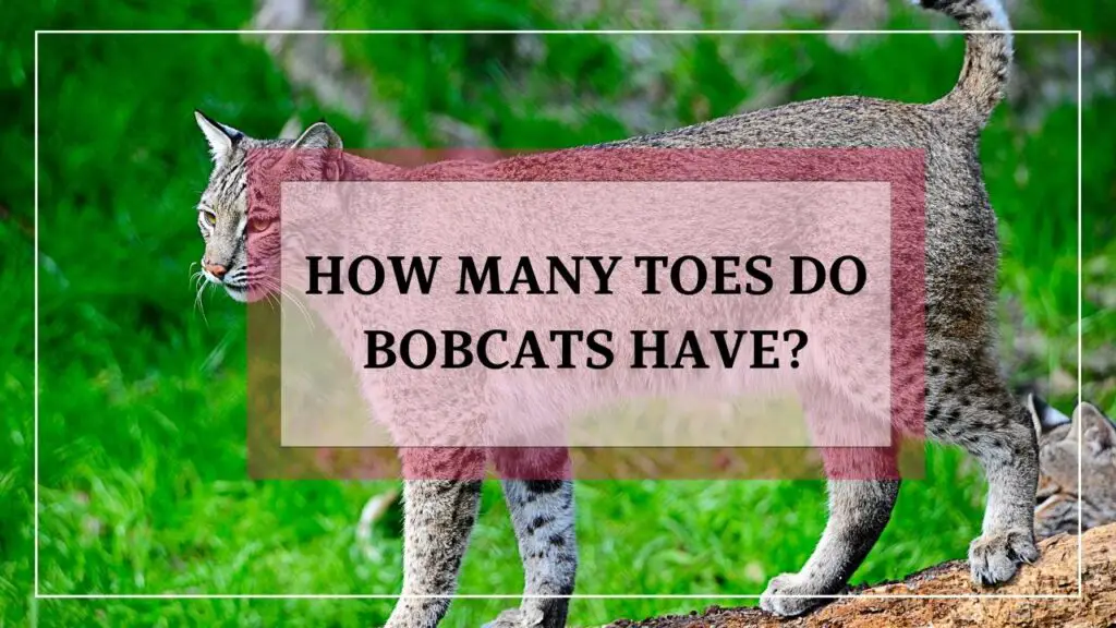 How Many Toes Do Bobcats Have featured image