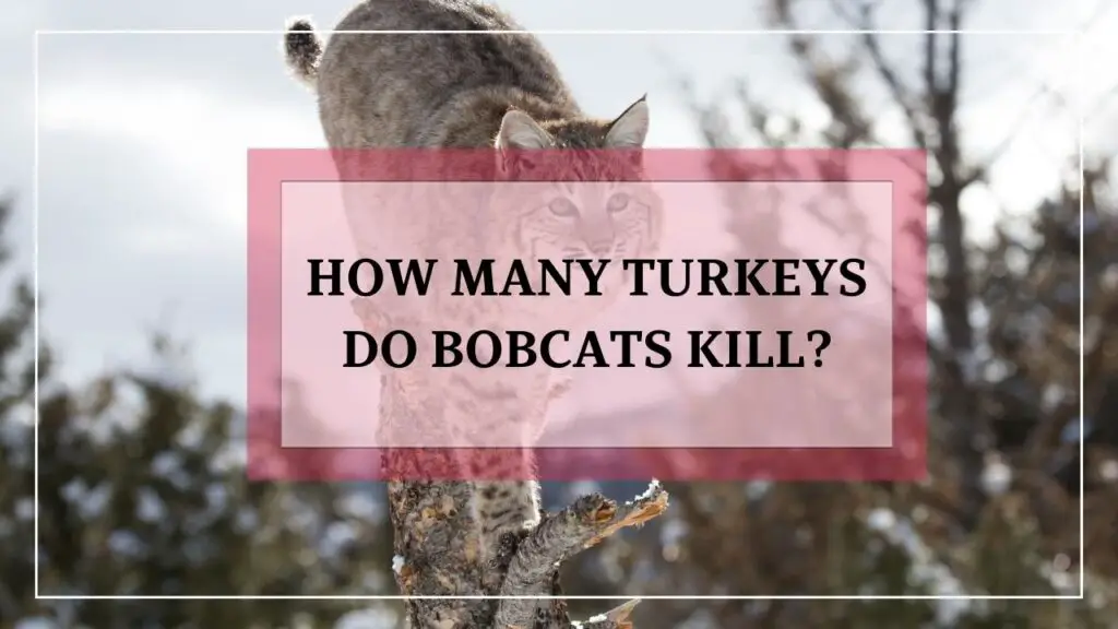 How Many Turkeys Do Bobcats Kill? featured image