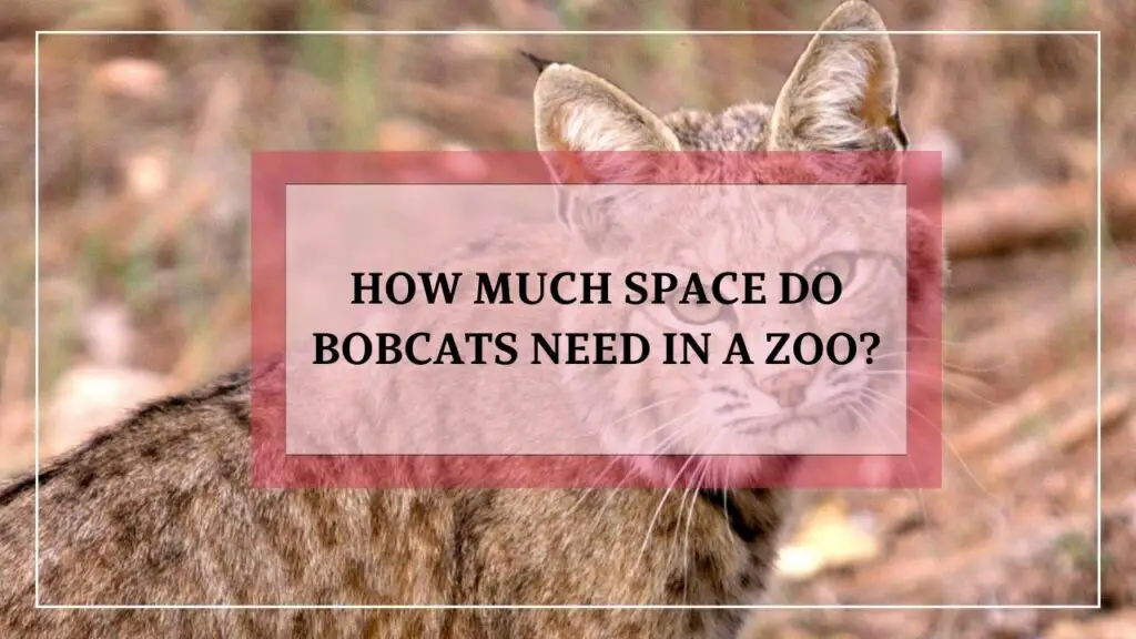 How Much Space Do Bobcats Need In A Zoo featured image