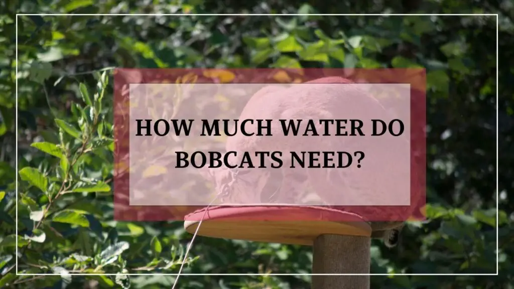 How Much Water Do Bobcats Need featured image