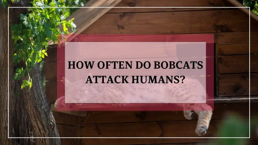 How Often Do Bobcats Attack Humans? featured image