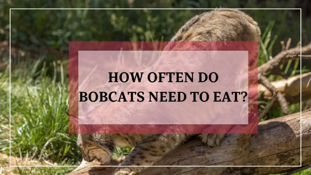 How Often Do Bobcats Need To Eat featured image