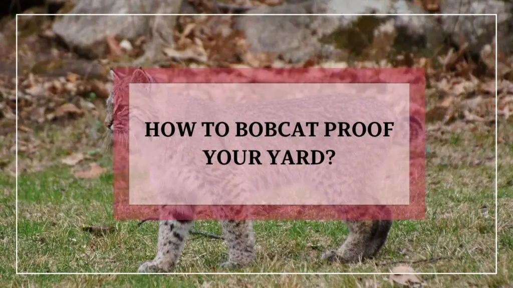 How To Bobcat Proof Your Yard featured image