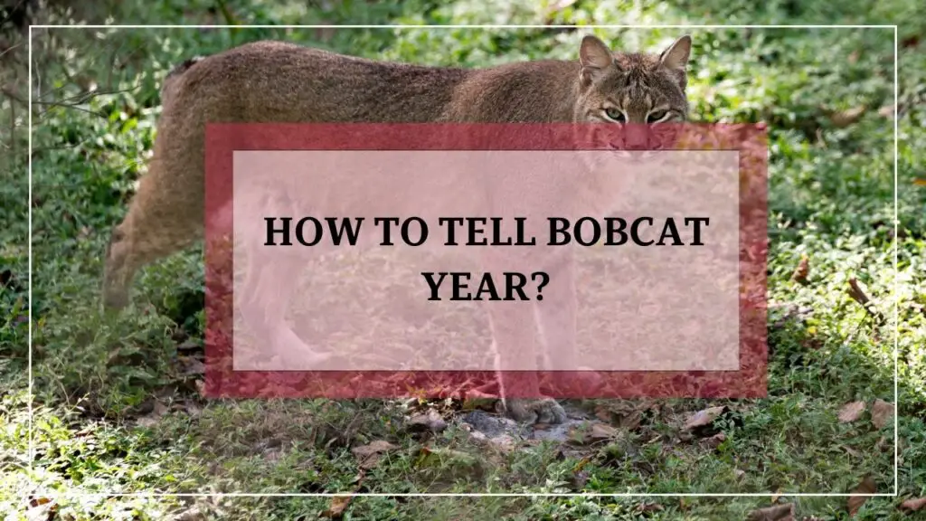 How To Tell Bobcat Year featured image