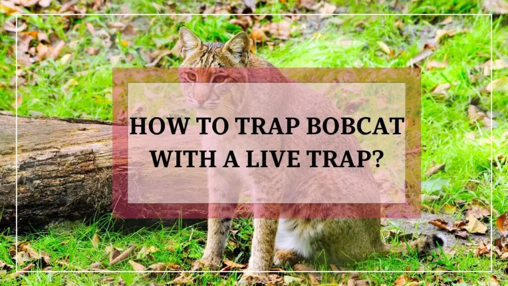 How To Trap Bobcat With A Live Trap featured image