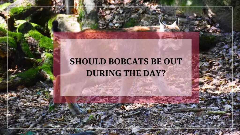 Should Bobcats Be Out During The Day featured image