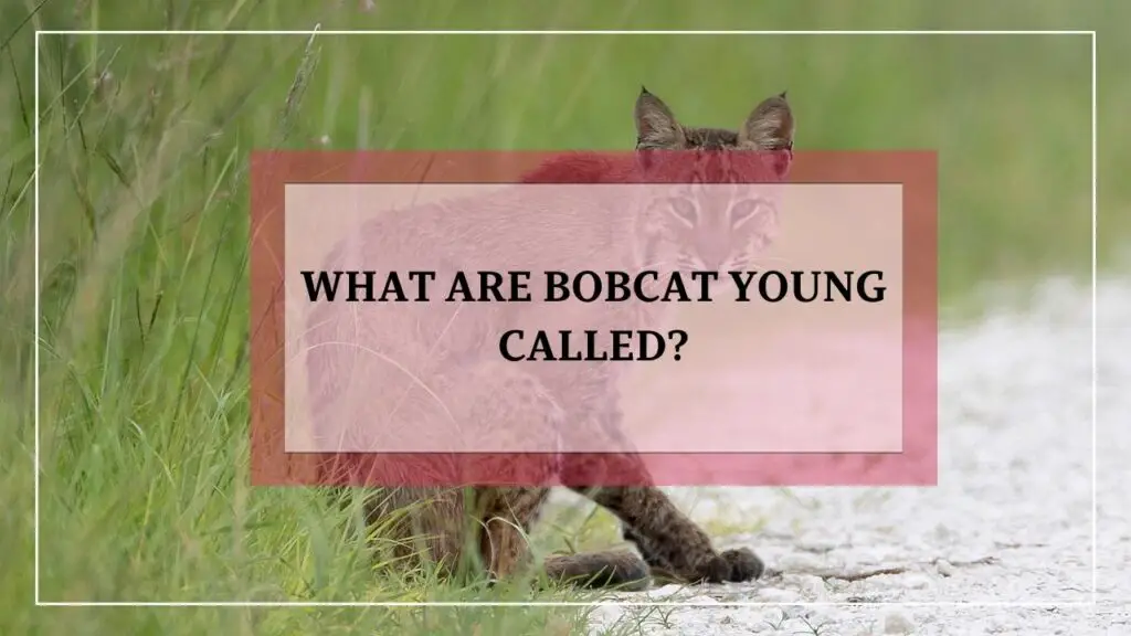 What Are Bobcat Young Called featured image