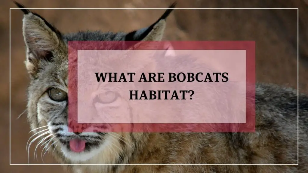 What Are Bobcats Habitat? featured image