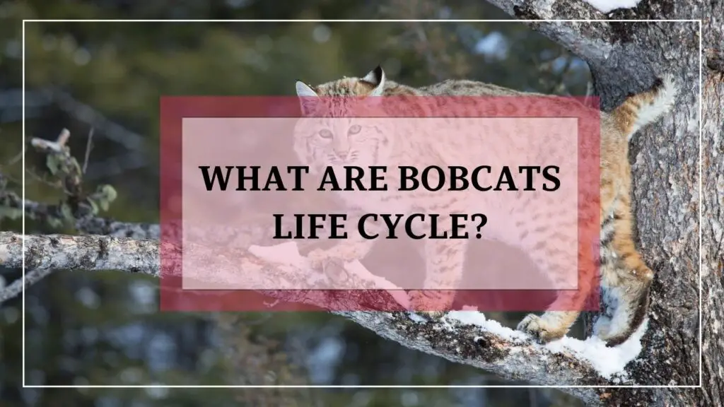 What Are Bobcats Life Cycle? featured image