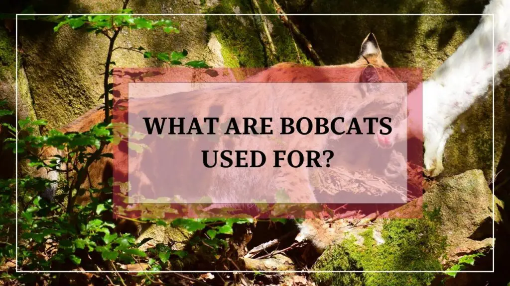 What Are Bobcats Used For featured image