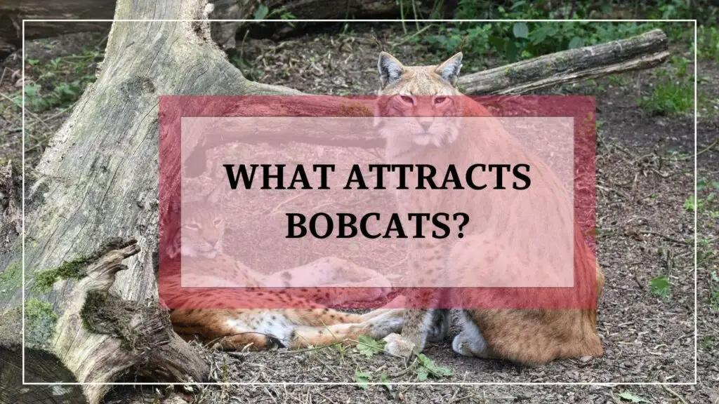 What Attracts Bobcats? featured image