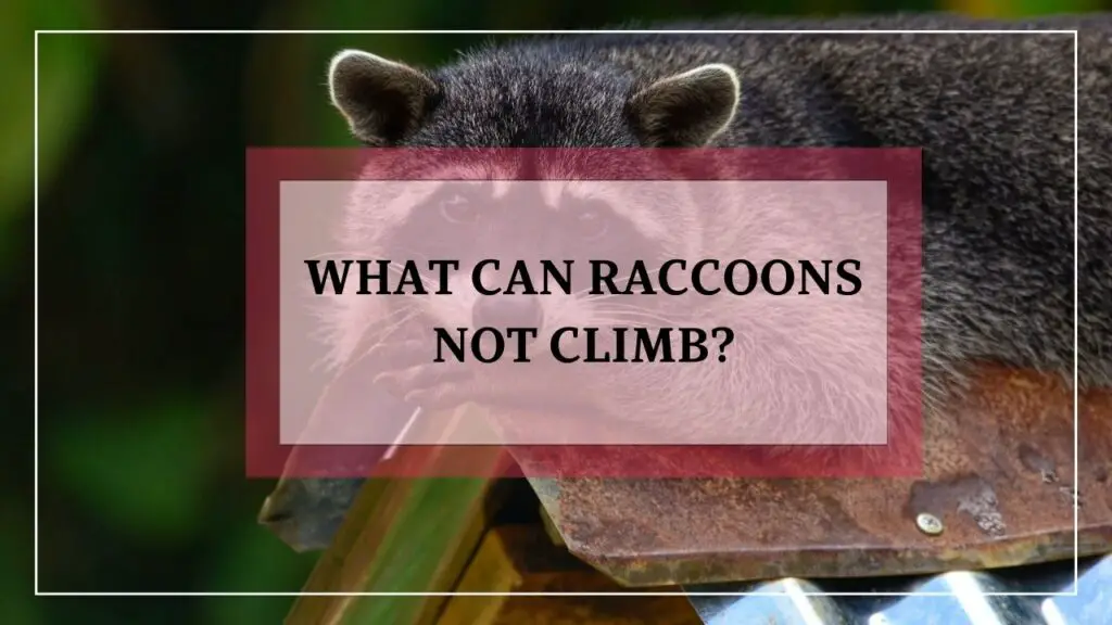 What Can Raccoons Not Climb? featured image