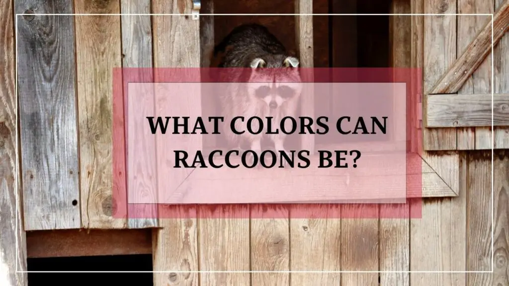 What Colors Can Raccoons Be featured image