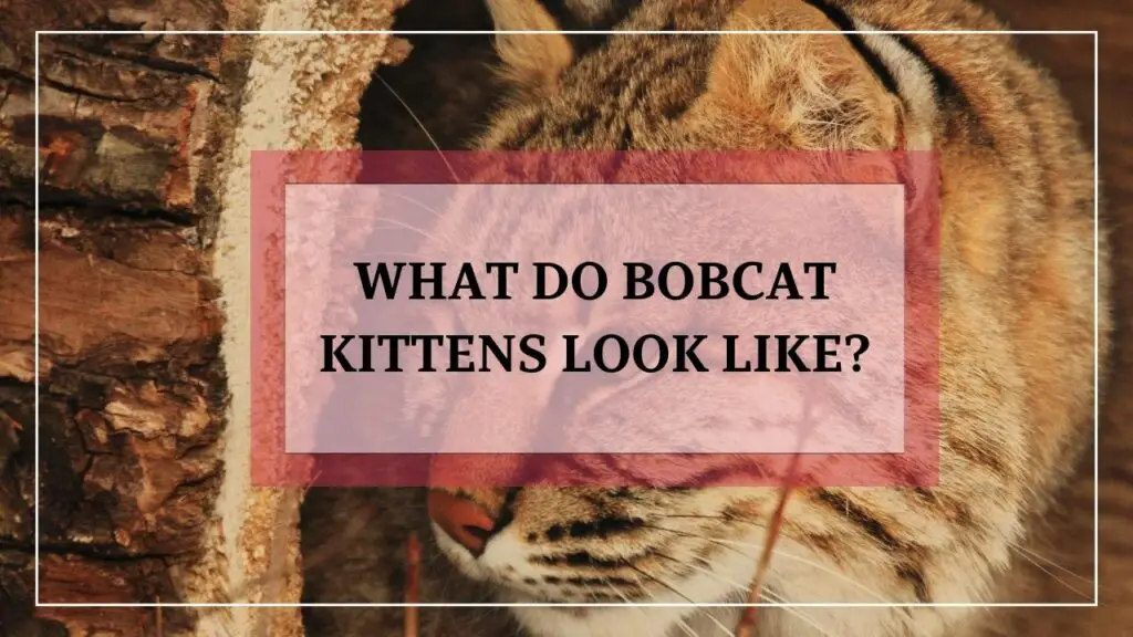 What Do Bobcat Kittens Look Like? featured image