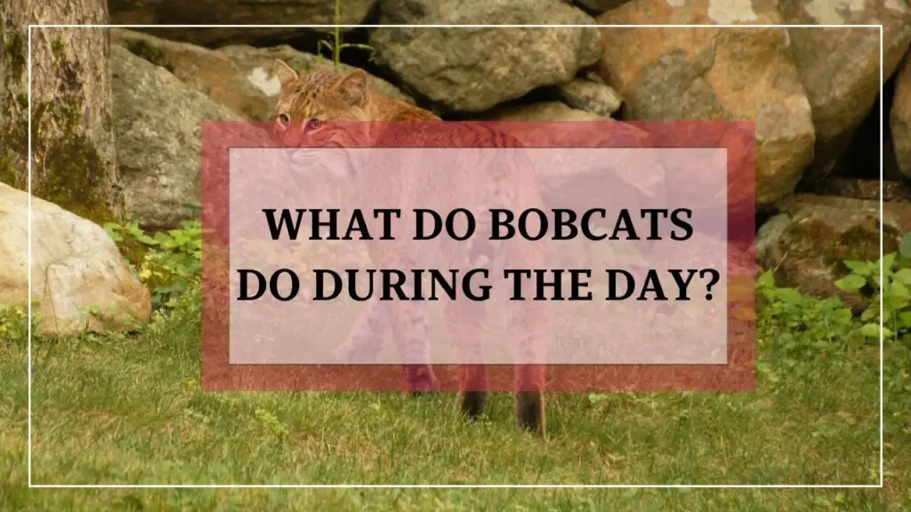 What Do Bobcats Do During The Day featured image