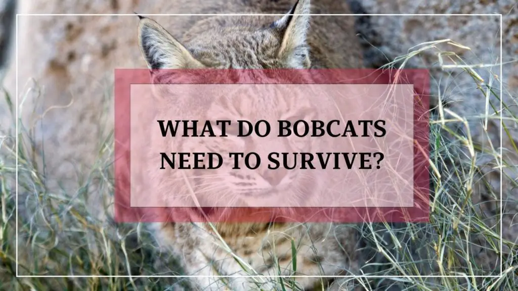 What Do Bobcats Need To Survive featured image