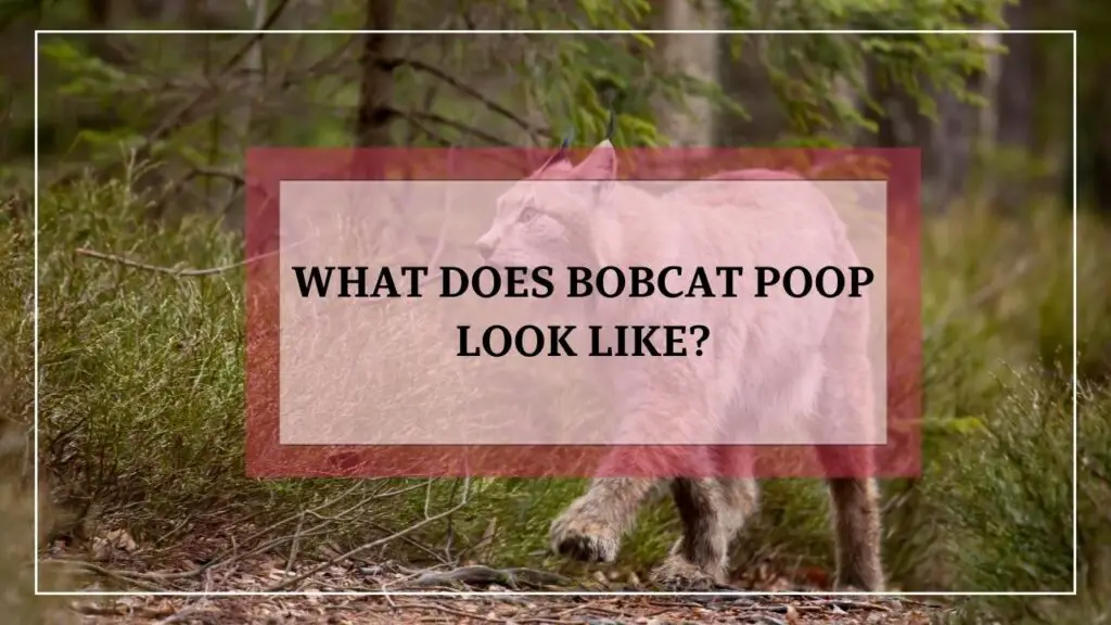 What Does Bobcat Poop Look Like featured image