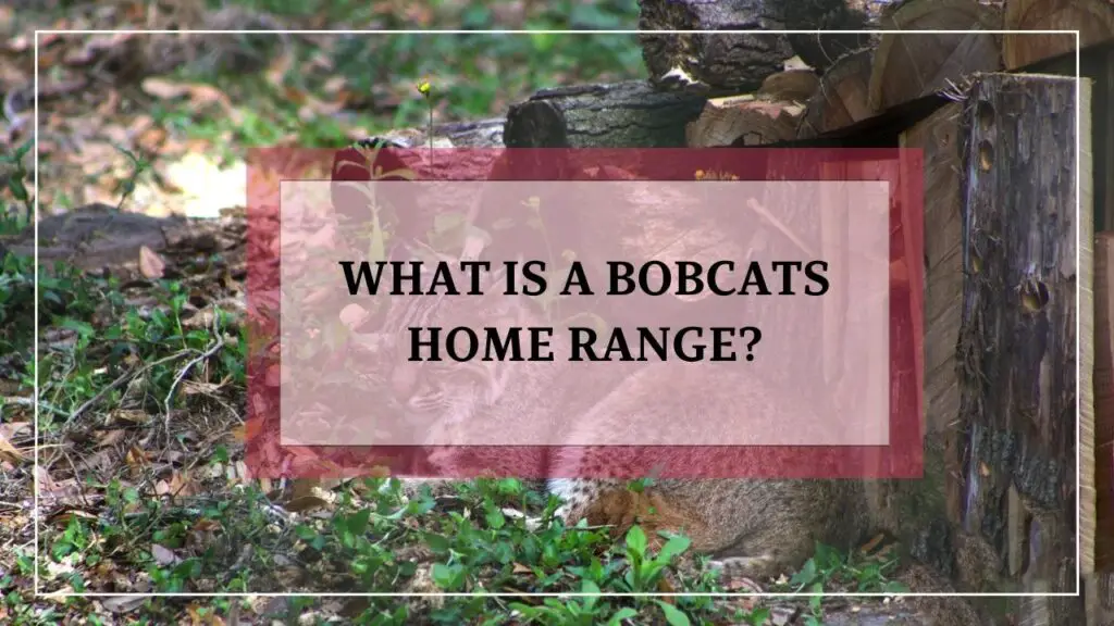 What Is A Bobcats Home Range featured image